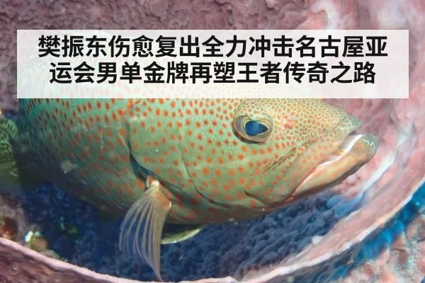 樊振东伤愈复出全力冲击名古屋亚运会男单金牌再塑王者传奇之路